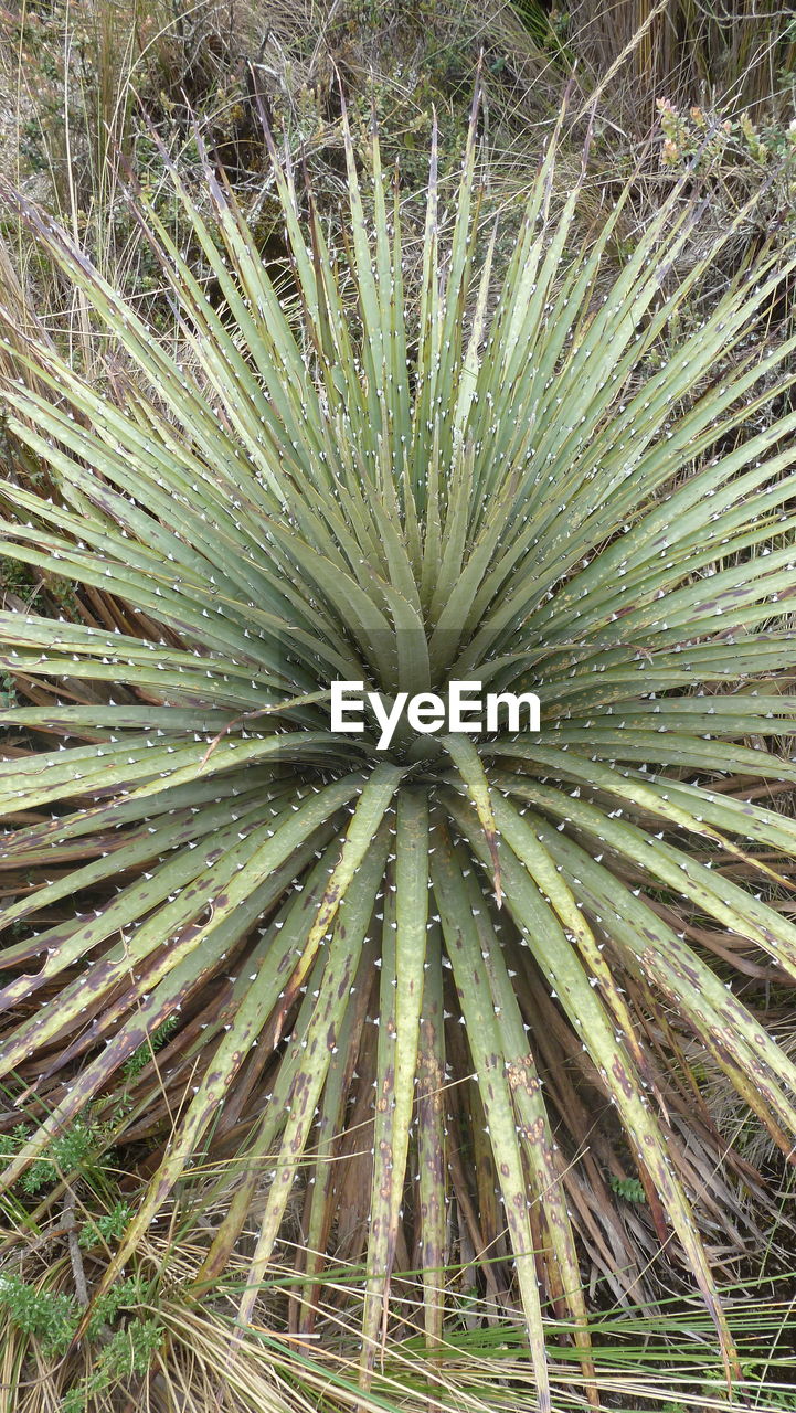 HIGH ANGLE VIEW OF SUCCULENT PLANTS ON FIELD