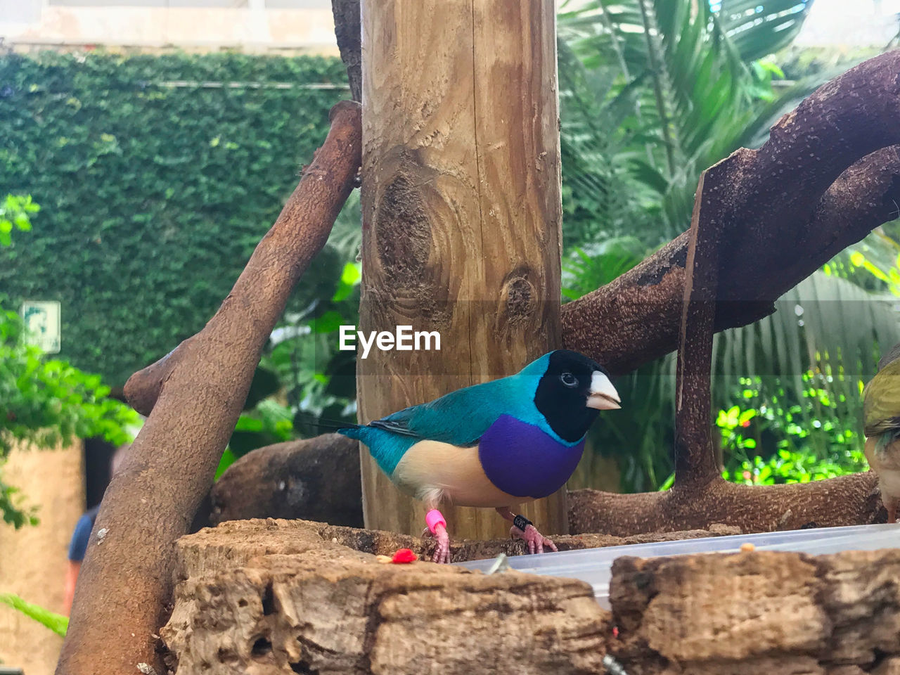 Close-up of bird perching on tree