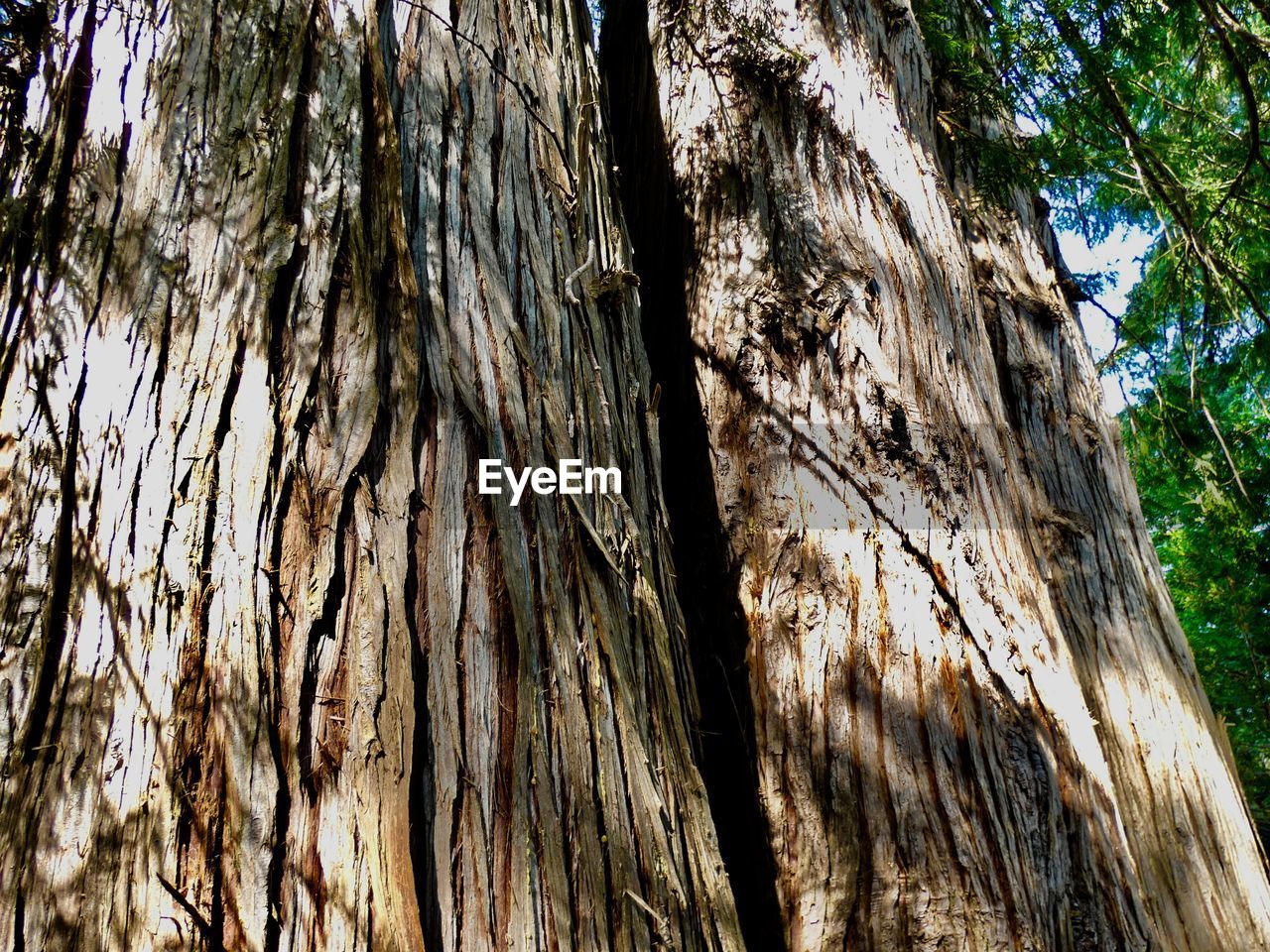 LOW ANGLE VIEW OF TREES