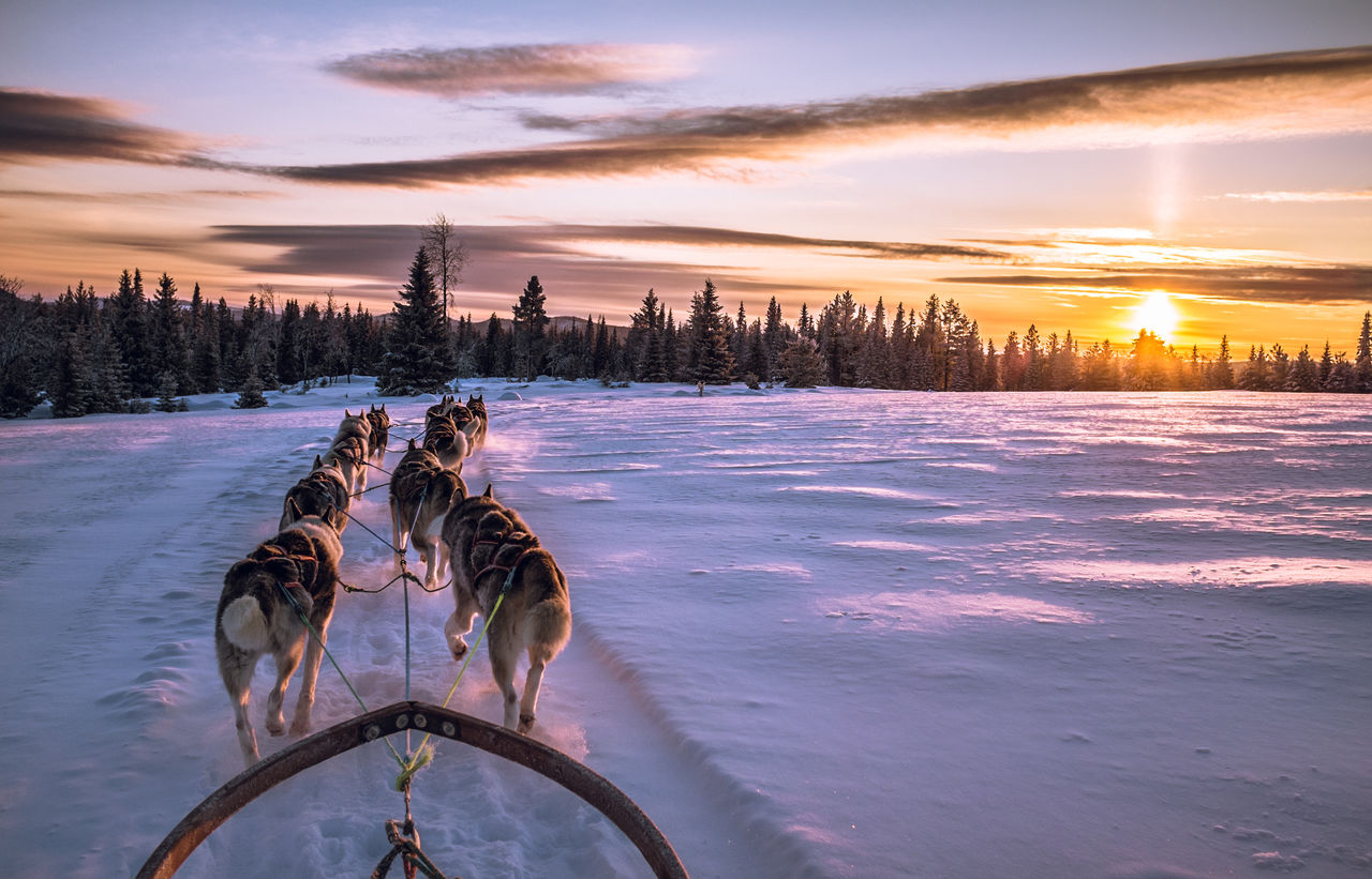 Dogs pulling sled on snow covered field against sky during sunset