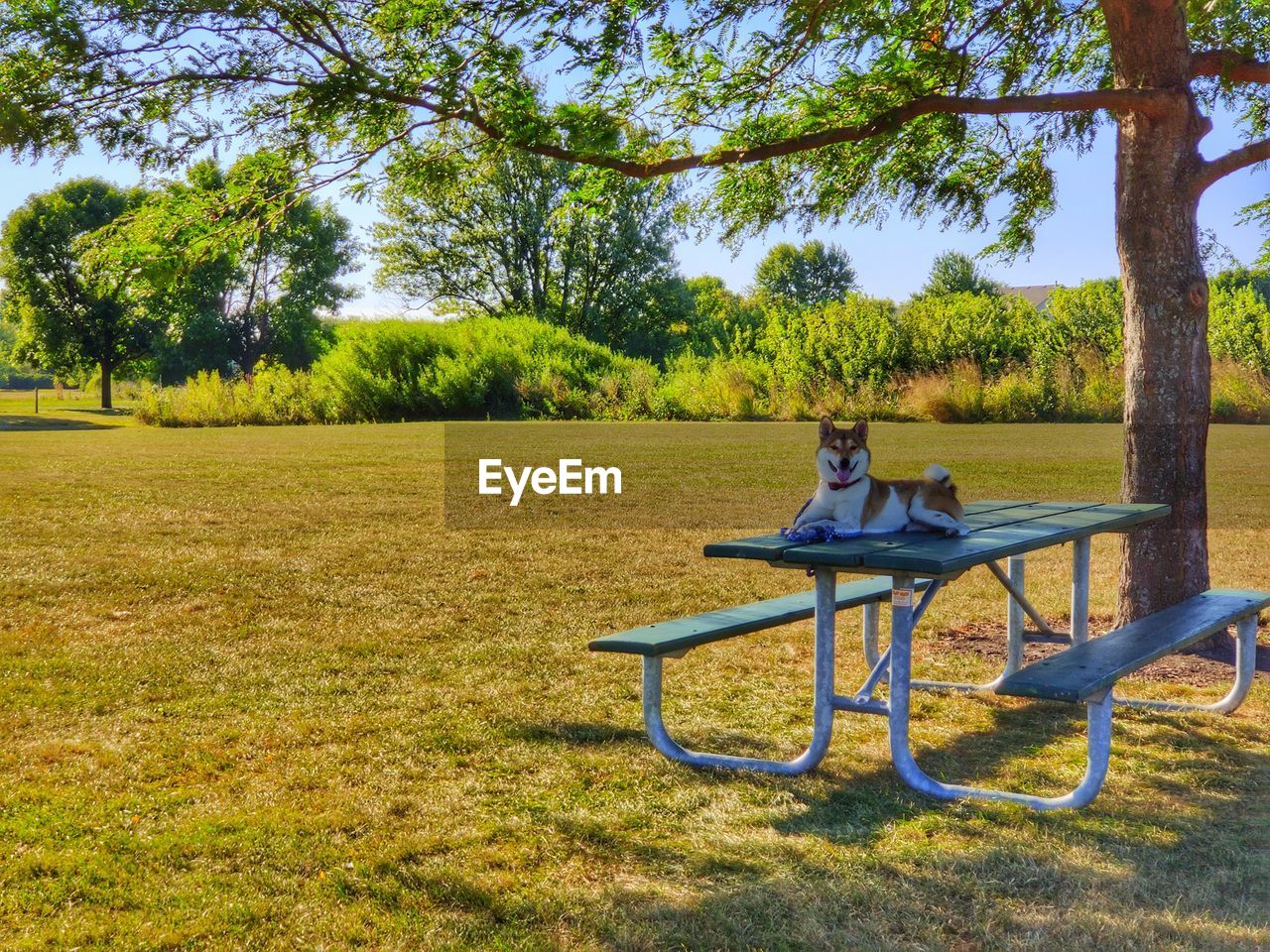 Dog sitting on bench in park