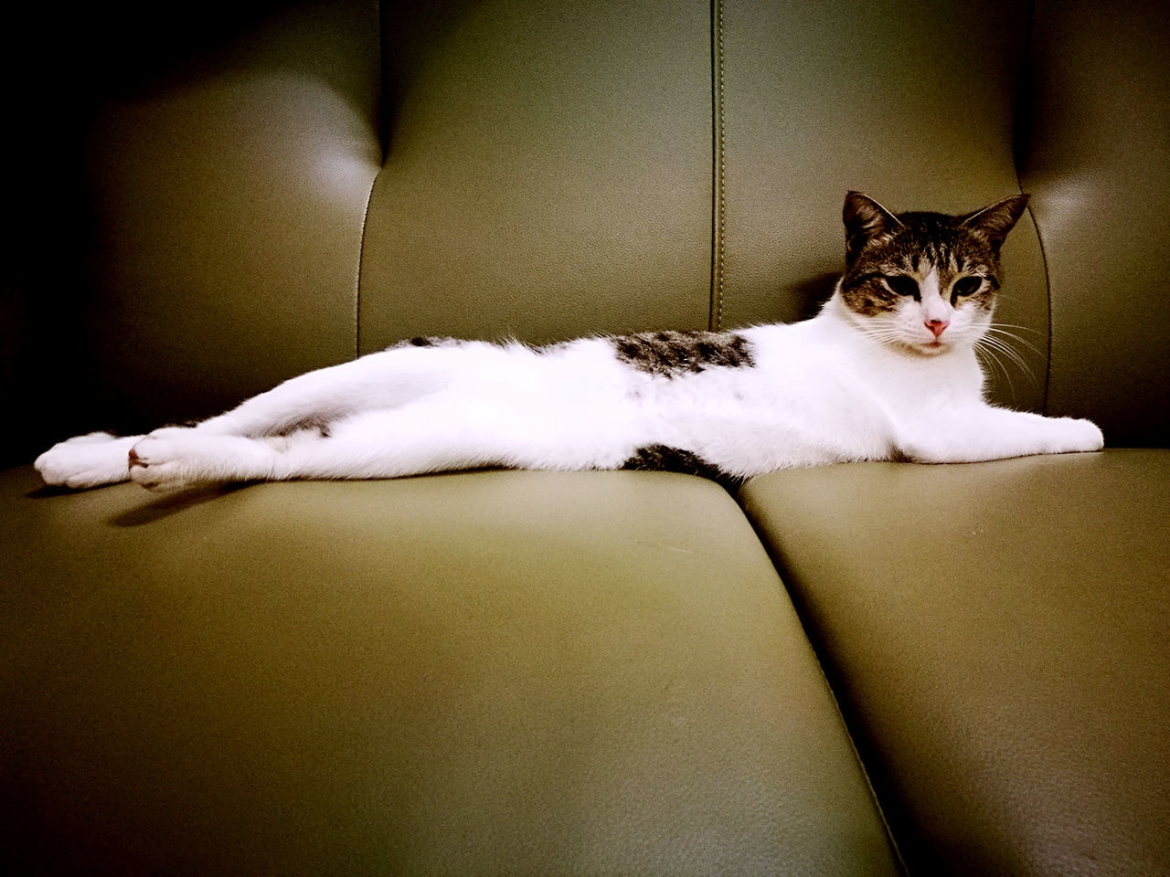 PORTRAIT OF CAT RELAXING ON CARPET