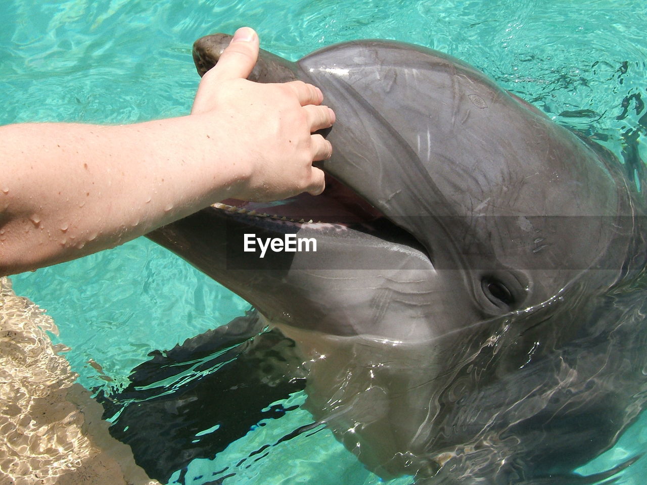 Cropped hand of woman touching dolphin in swimming pool