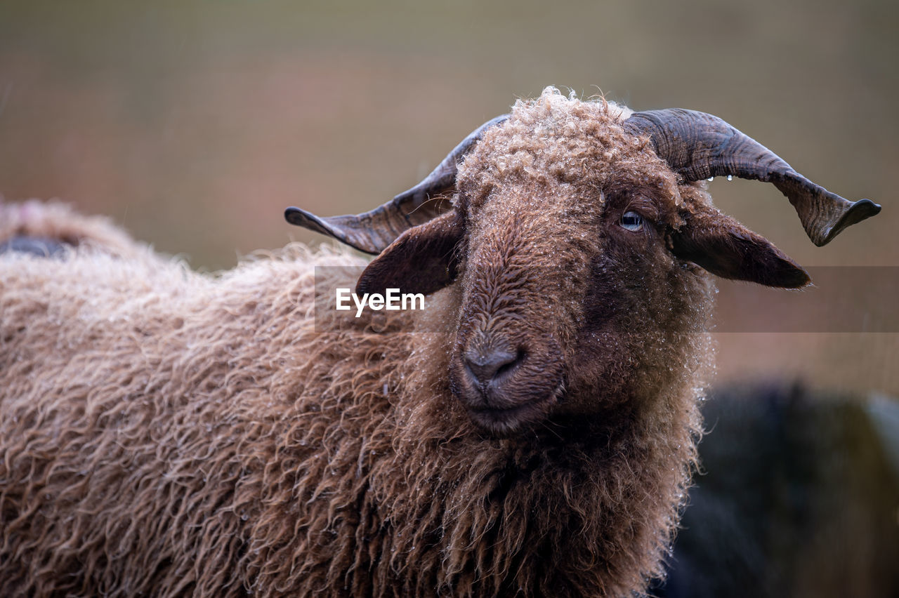 close-up portrait of sheep