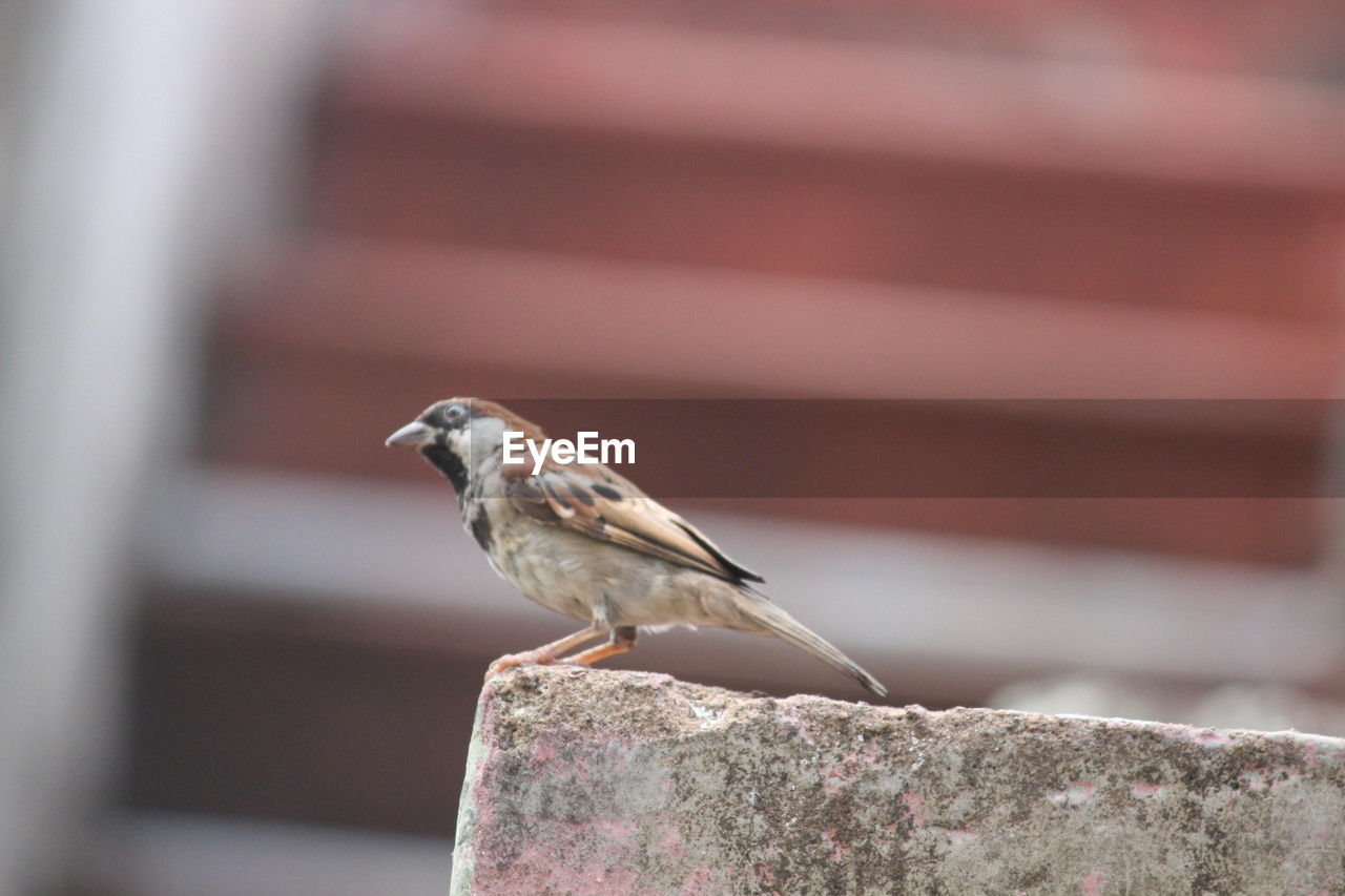 animal themes, animal, bird, animal wildlife, one animal, wildlife, sparrow, perching, close-up, focus on foreground, day, no people, full length, house sparrow, beak, side view, outdoors, nature, selective focus, architecture