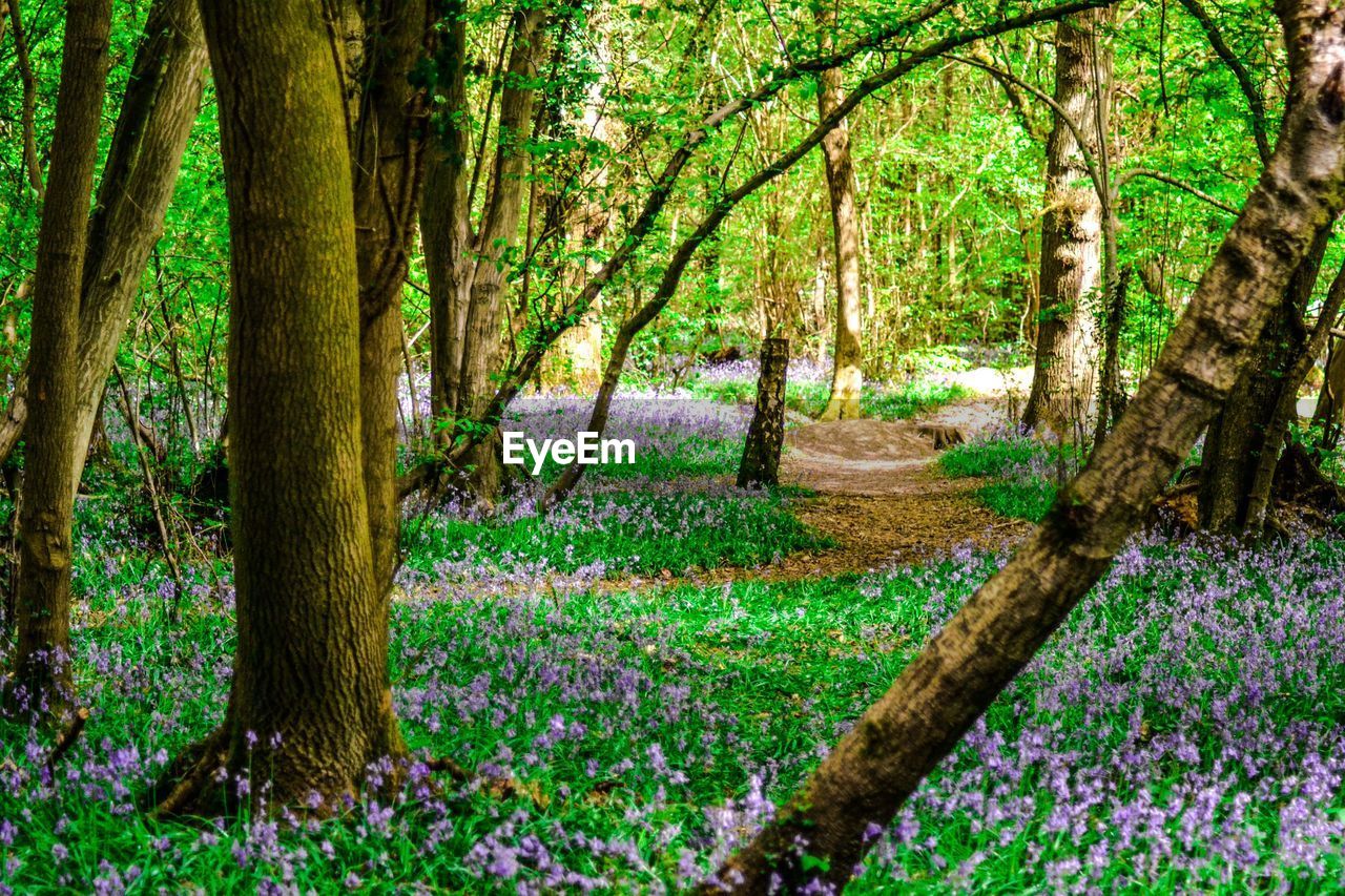 VIEW OF TREES IN FOREST