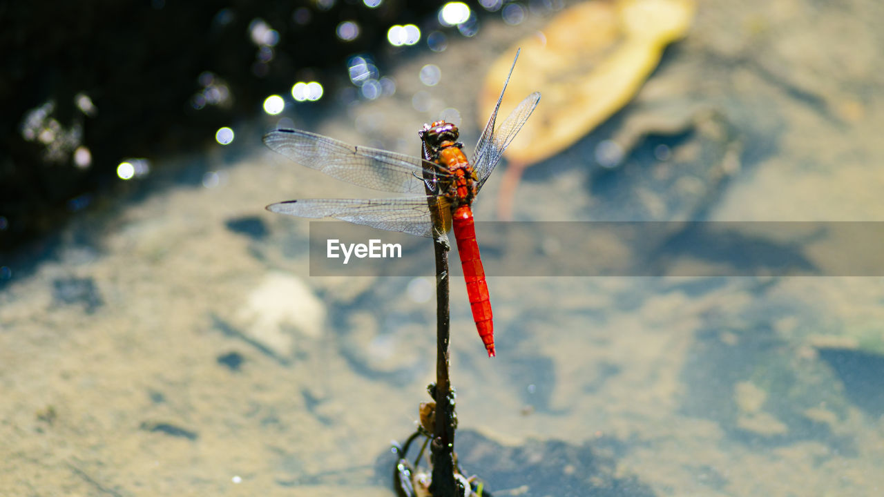 close-up of dragonfly