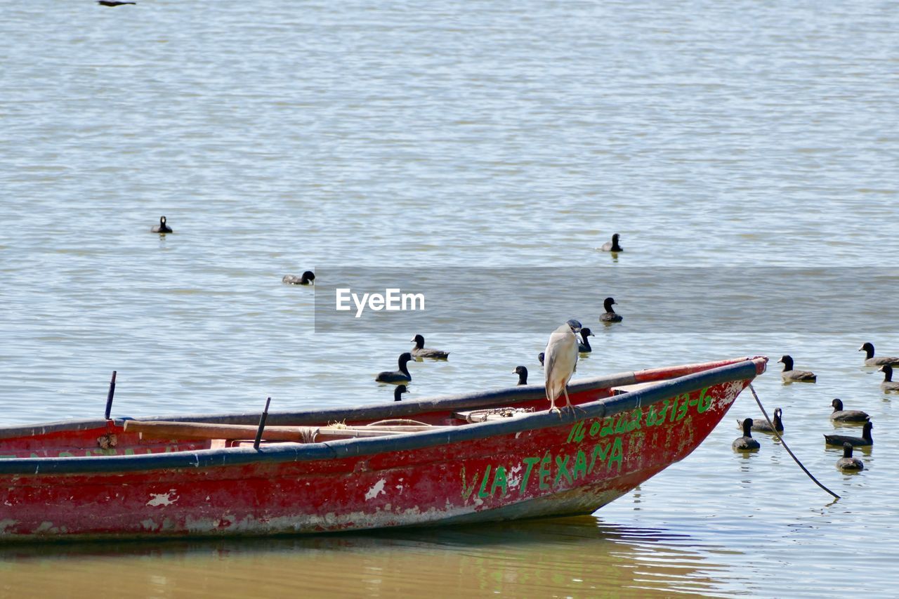Fishing boat with birds