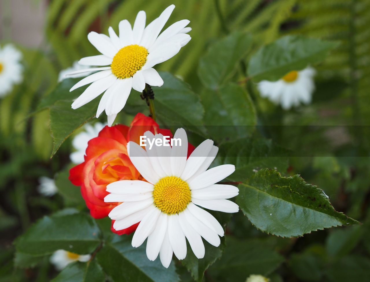 CLOSE-UP OF WHITE FLOWERING AND PLANT