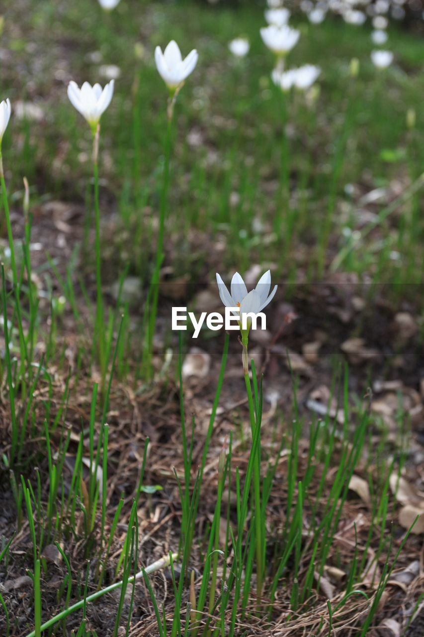 Close-up of white crocus blooming outdoors