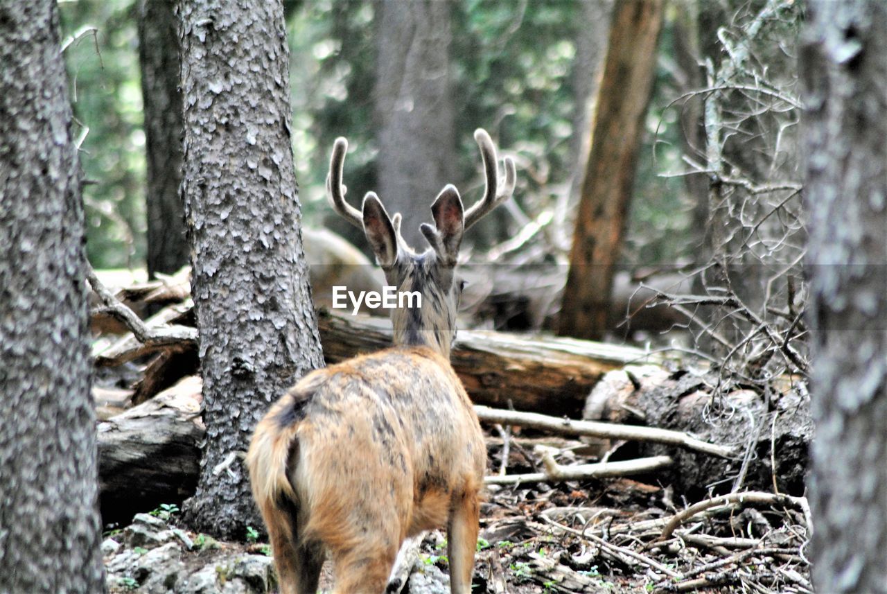 DEER IN FOREST