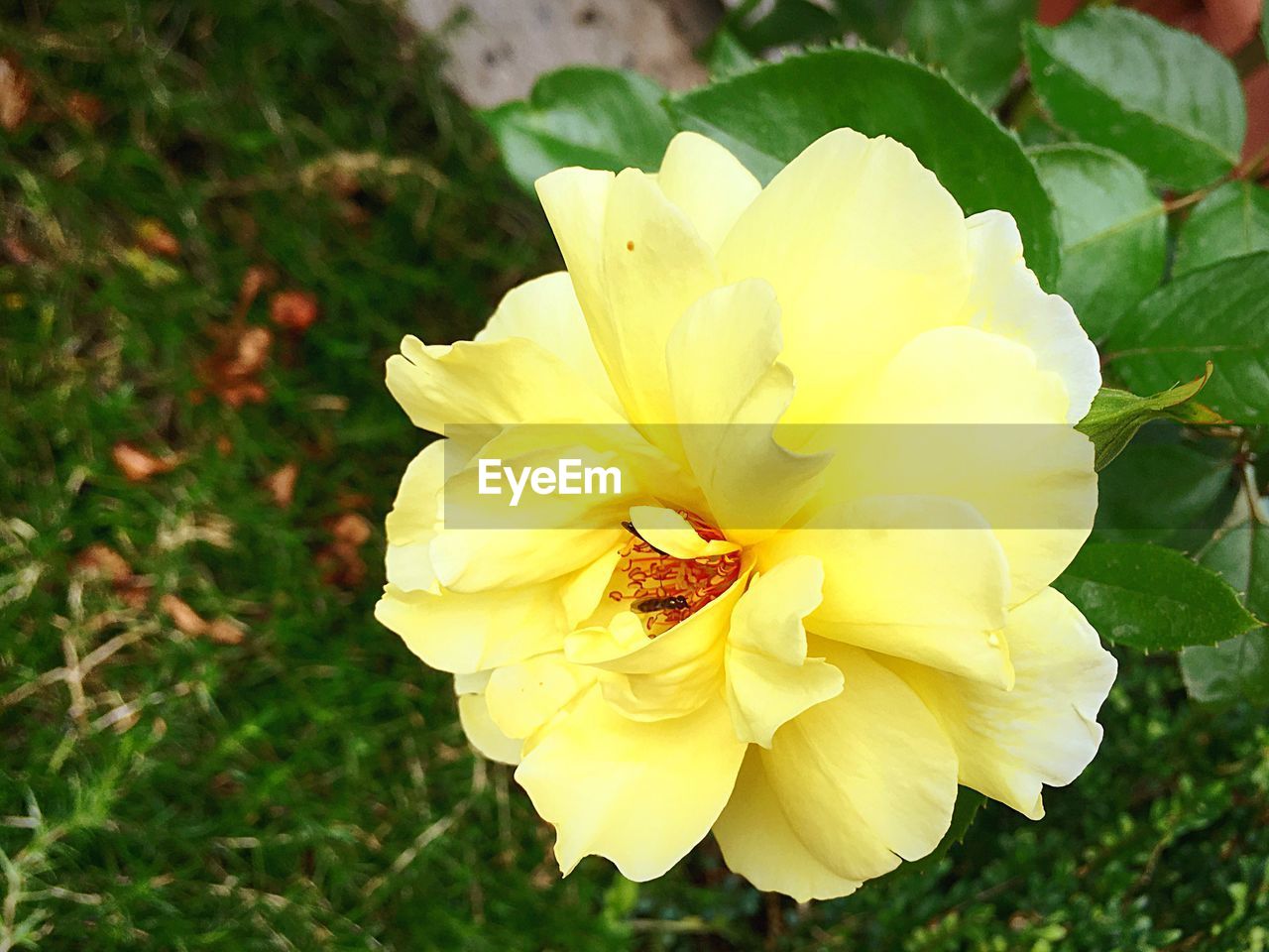 CLOSE-UP OF YELLOW FLOWER BLOOMING