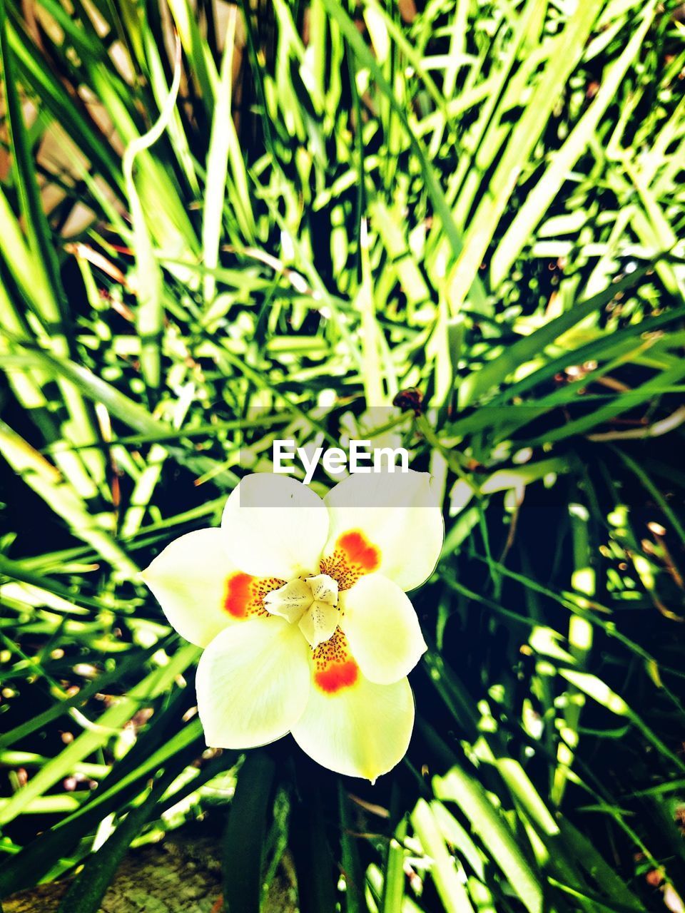 CLOSE-UP OF WHITE FLOWERING PLANTS ON LAND