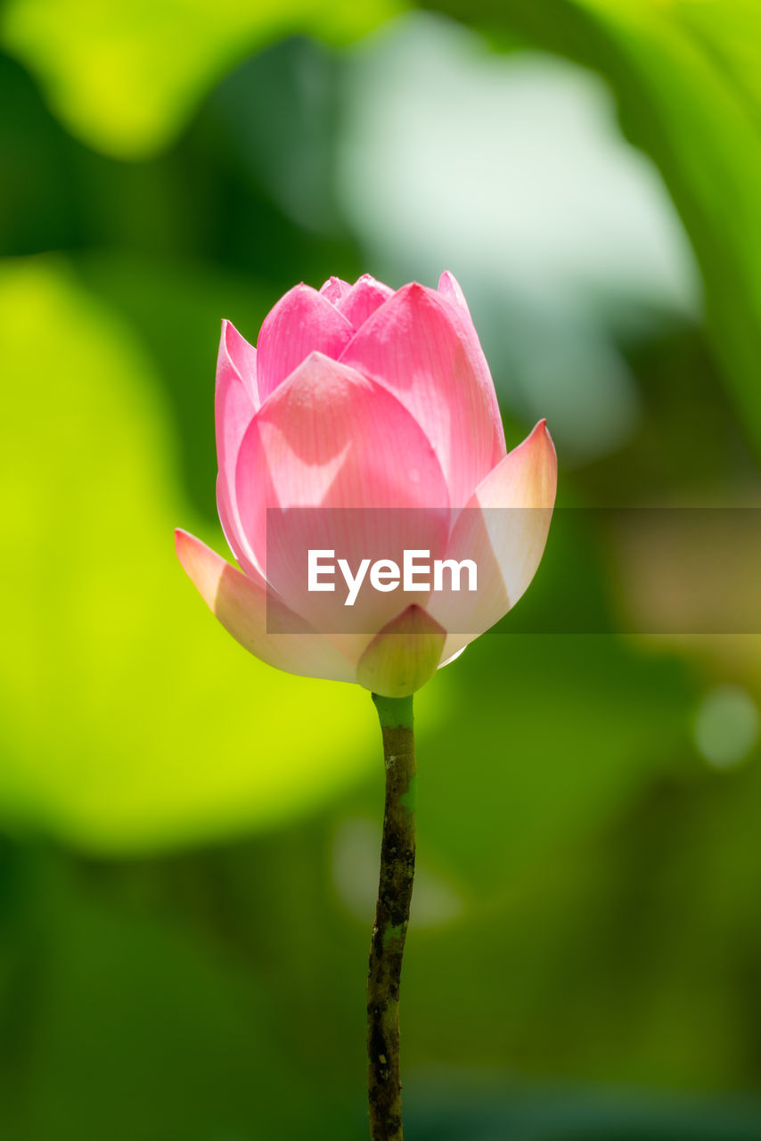 flower, flowering plant, plant, beauty in nature, freshness, pink, petal, fragility, close-up, flower head, inflorescence, nature, aquatic plant, bud, leaf, macro photography, plant part, yellow, green, focus on foreground, water lily, no people, growth, plant stem, lotus water lily, blossom, proteales, rose, springtime, outdoors, lily, water, pond, day, botany