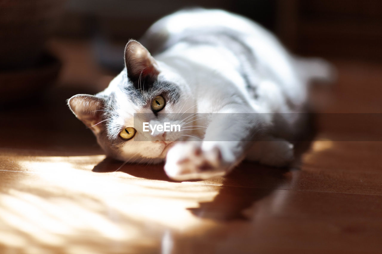 Low angle view of cat stretching in natural light on wooden floor