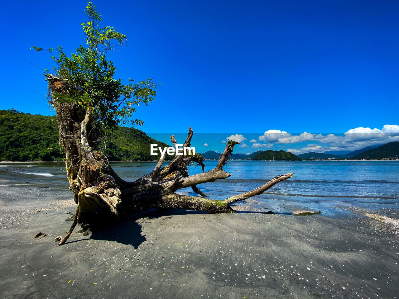 Driftwood on tree by sea against blue sky