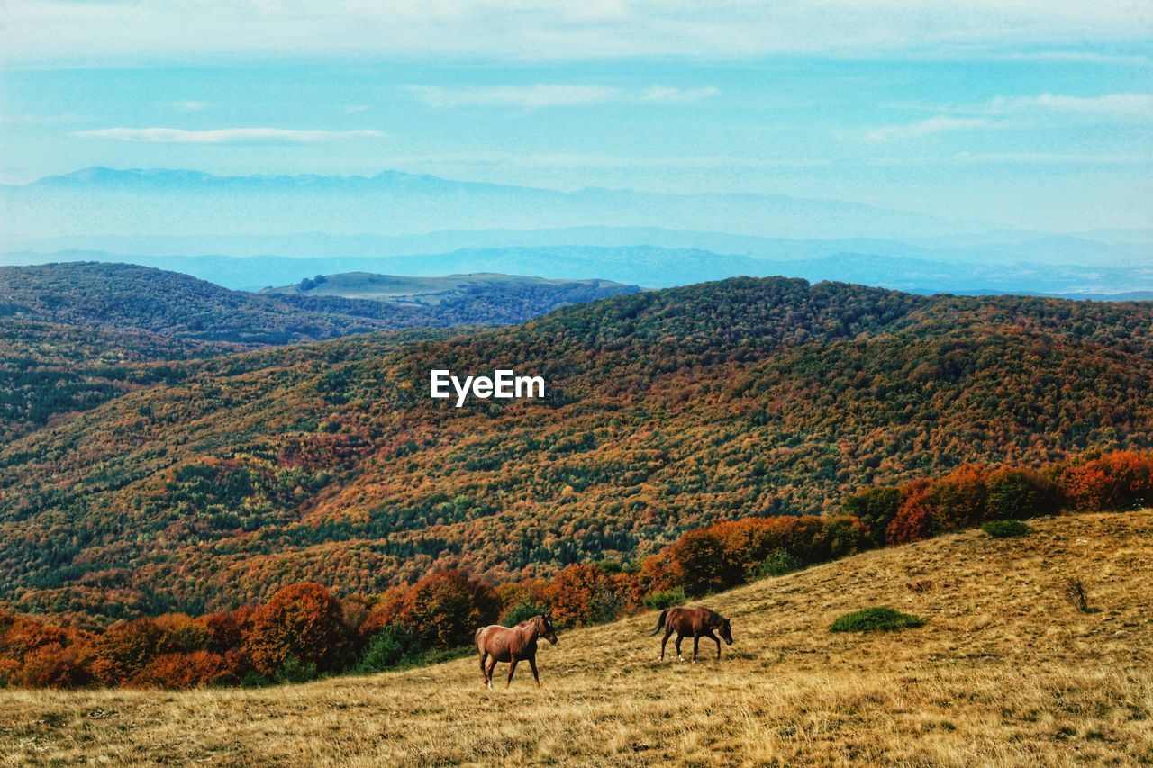 Horses grazing in a field
