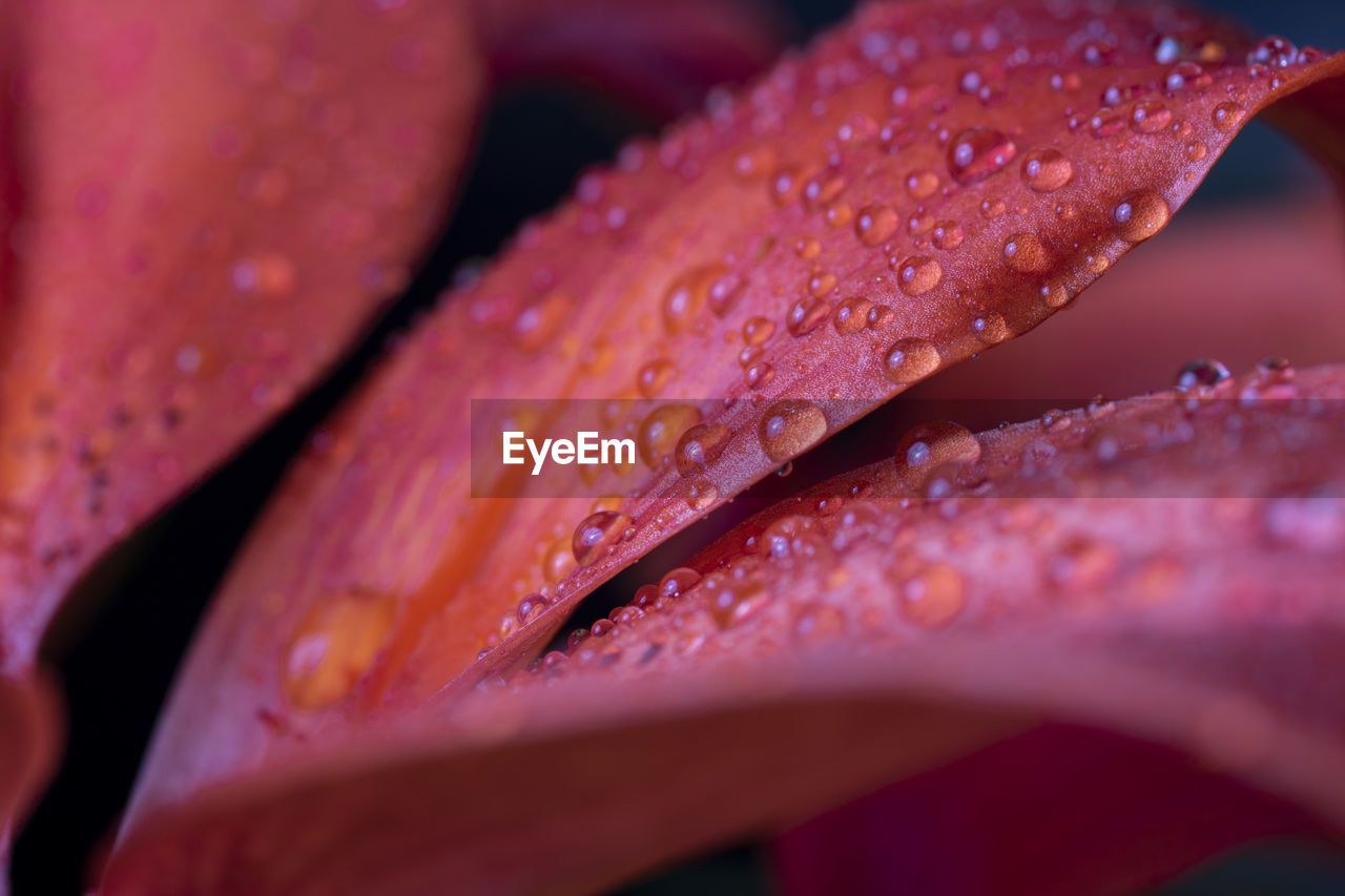 Close-up of raindrops on pink flower