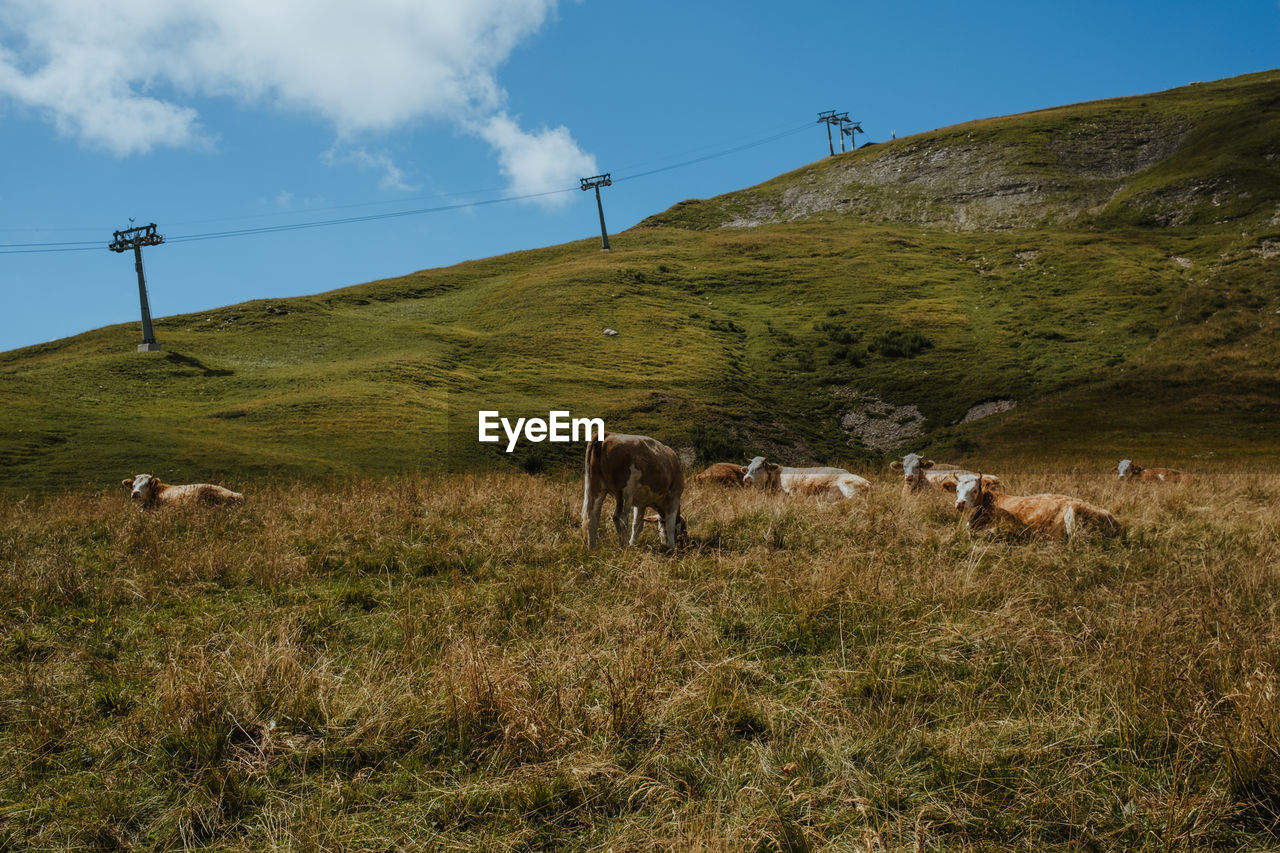 Cows grazing in a field