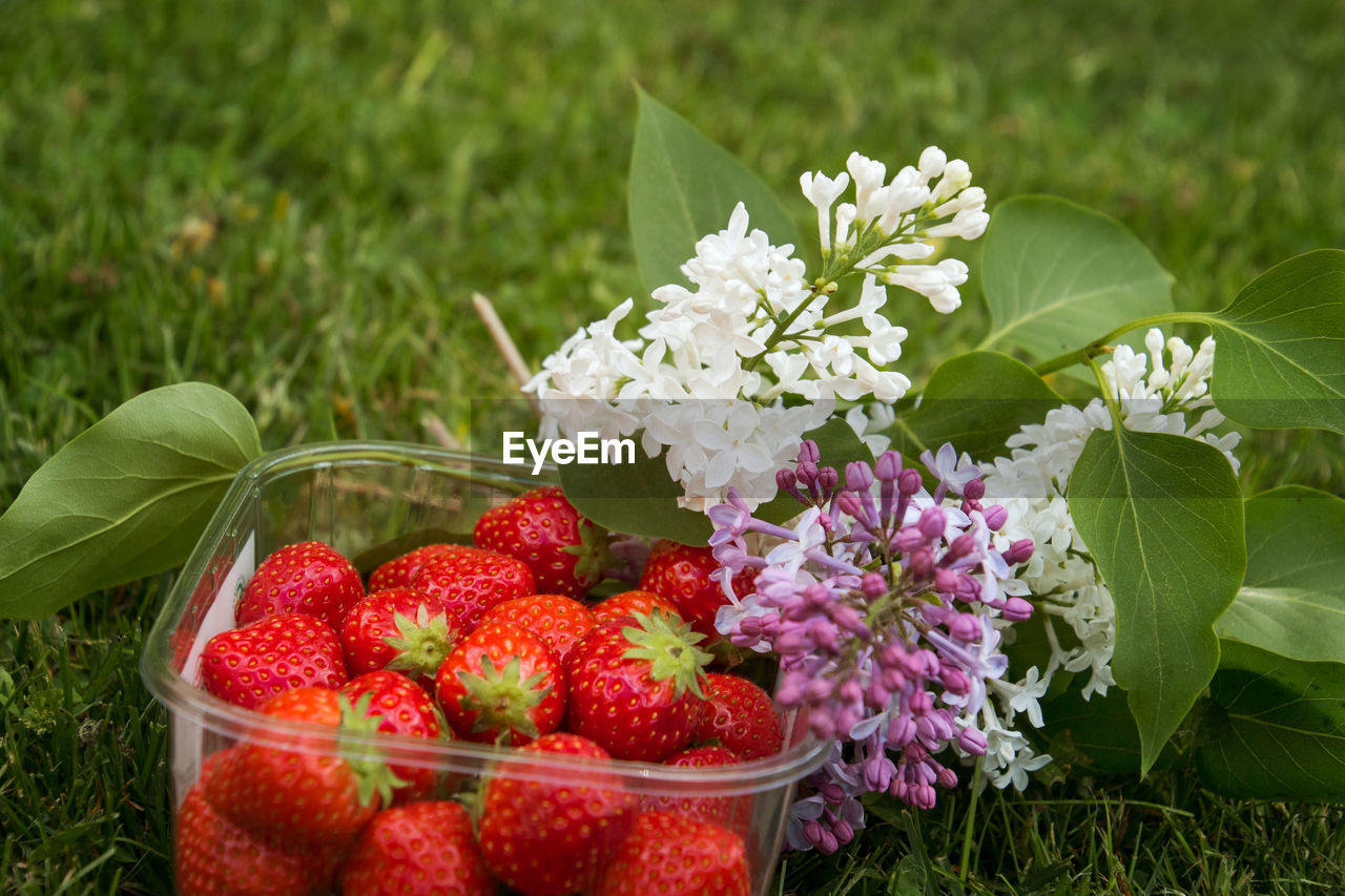 CLOSE-UP OF FRESH FLOWERS WITH STRAWBERRIES IN BACKGROUND