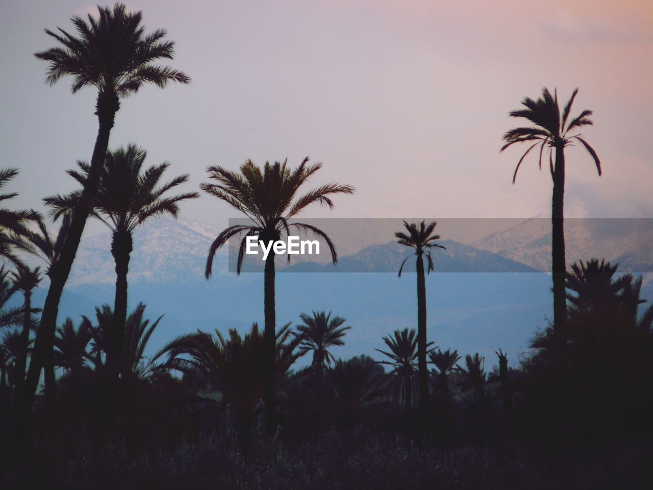 Silhouette palm trees against sky during sunset