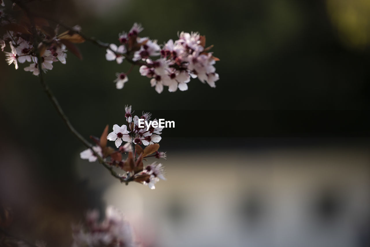 Close-up of cherry blossom