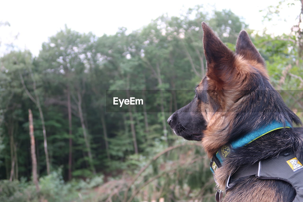 CLOSE-UP OF A DOG LOOKING AWAY ON TREES