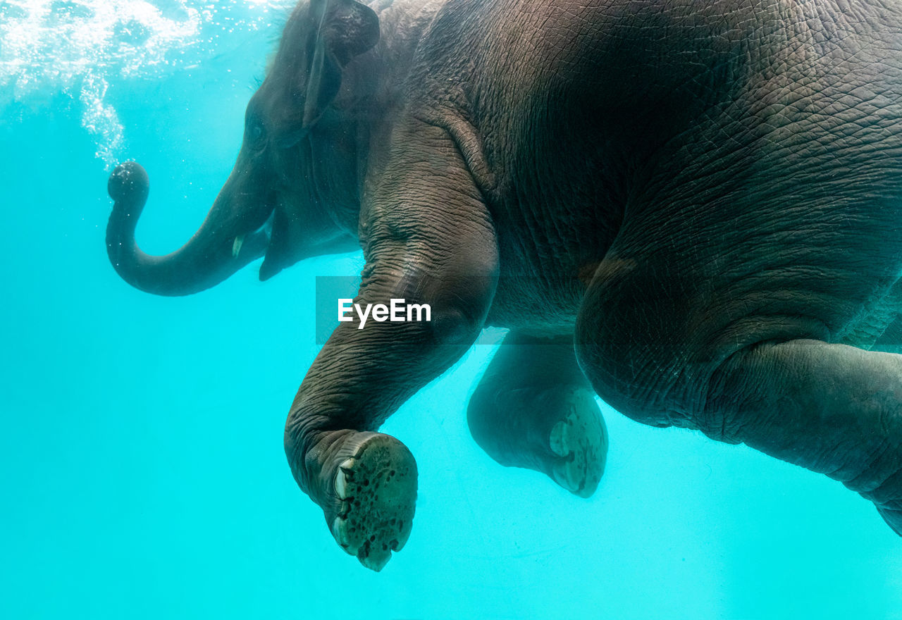 Close-up of elephant swimming in sea