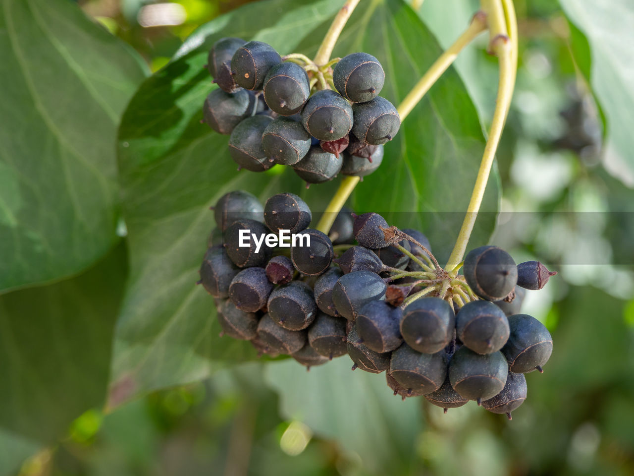 CLOSE-UP OF GRAPES GROWING ON VINE