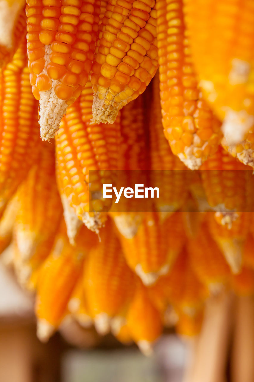 Close-up of corns