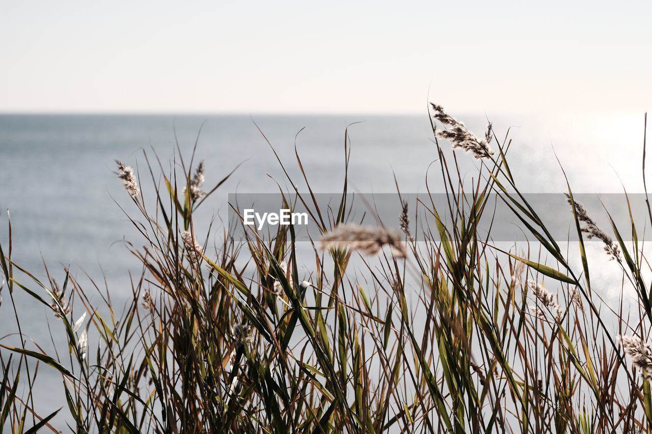 grass, plant, water, sky, nature, sea, morning, land, tranquility, beauty in nature, sunlight, beach, no people, landscape, scenics - nature, growth, horizon over water, tranquil scene, prairie, horizon, natural environment, environment, fog, day, focus on foreground, outdoors, field, non-urban scene, marram grass, rural scene, summer