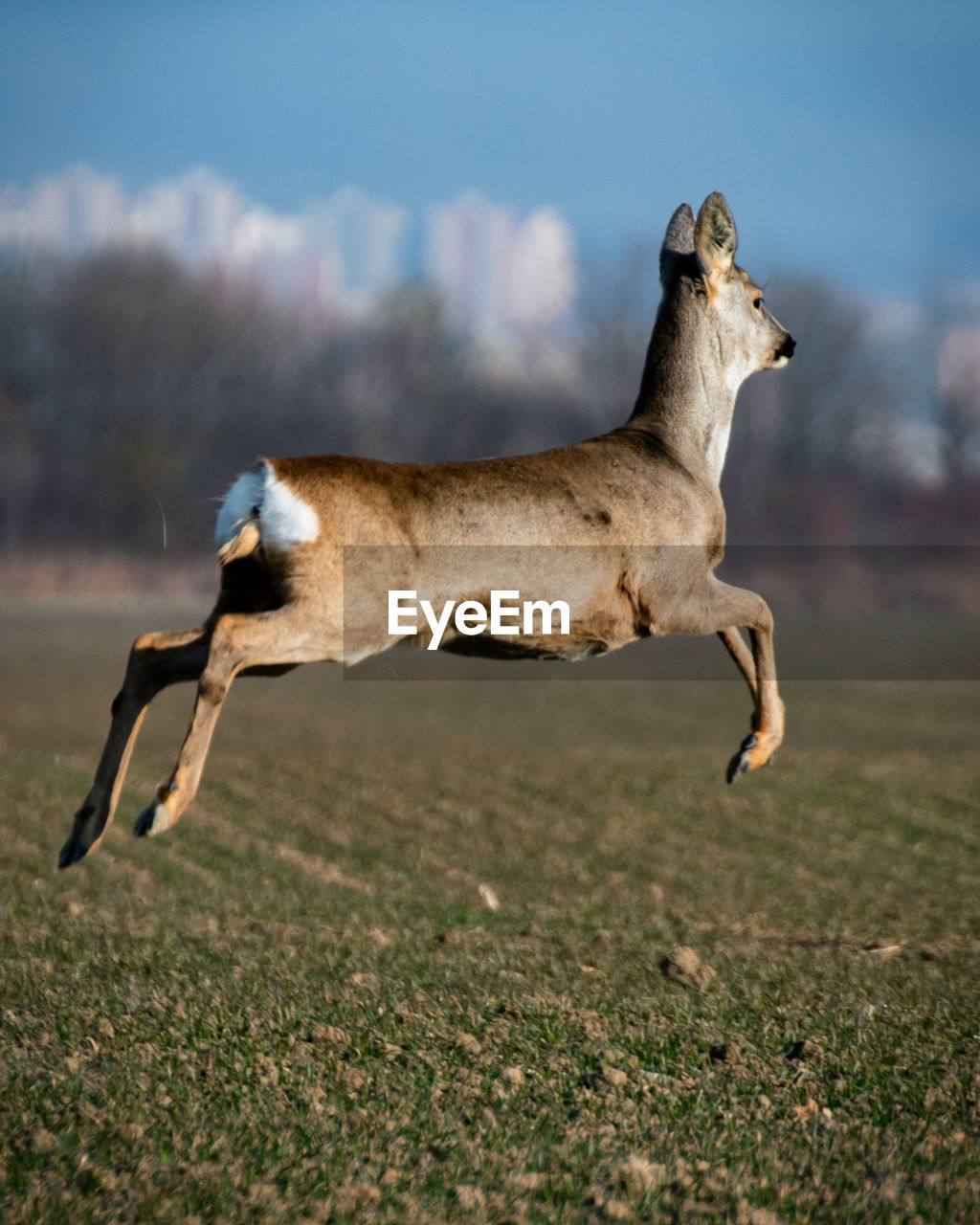 animal, animal themes, mammal, animal wildlife, wildlife, one animal, side view, full length, running, jumping, motion, nature, no people, day, grass, outdoors, horse