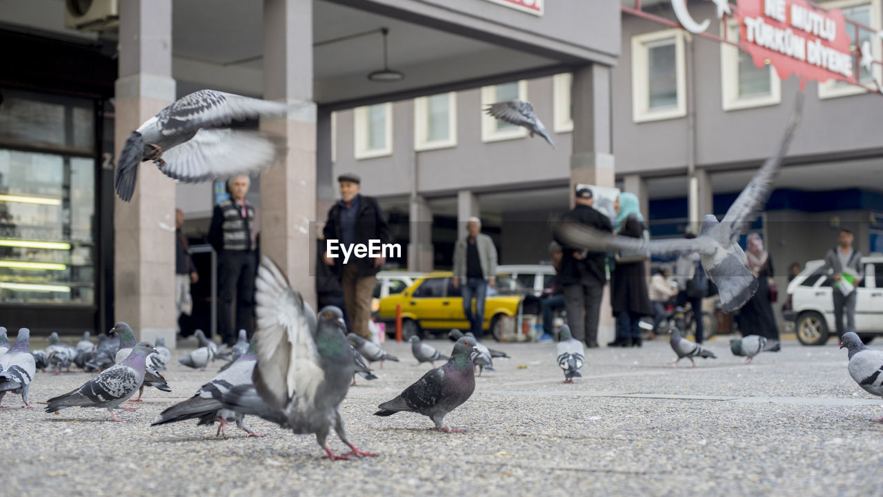 BIRDS ON CITY STREET