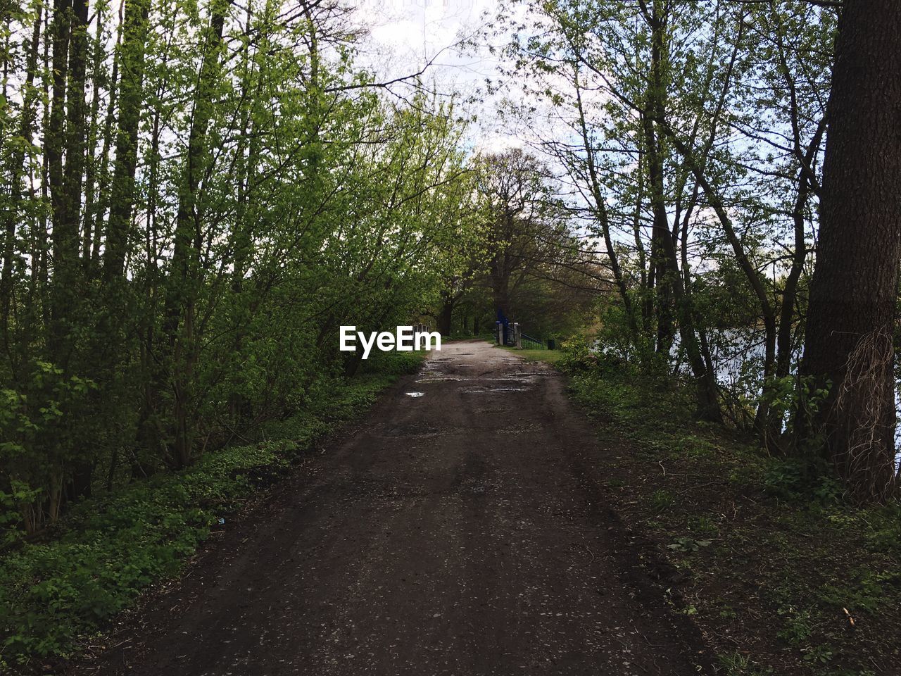 ROAD IN FOREST