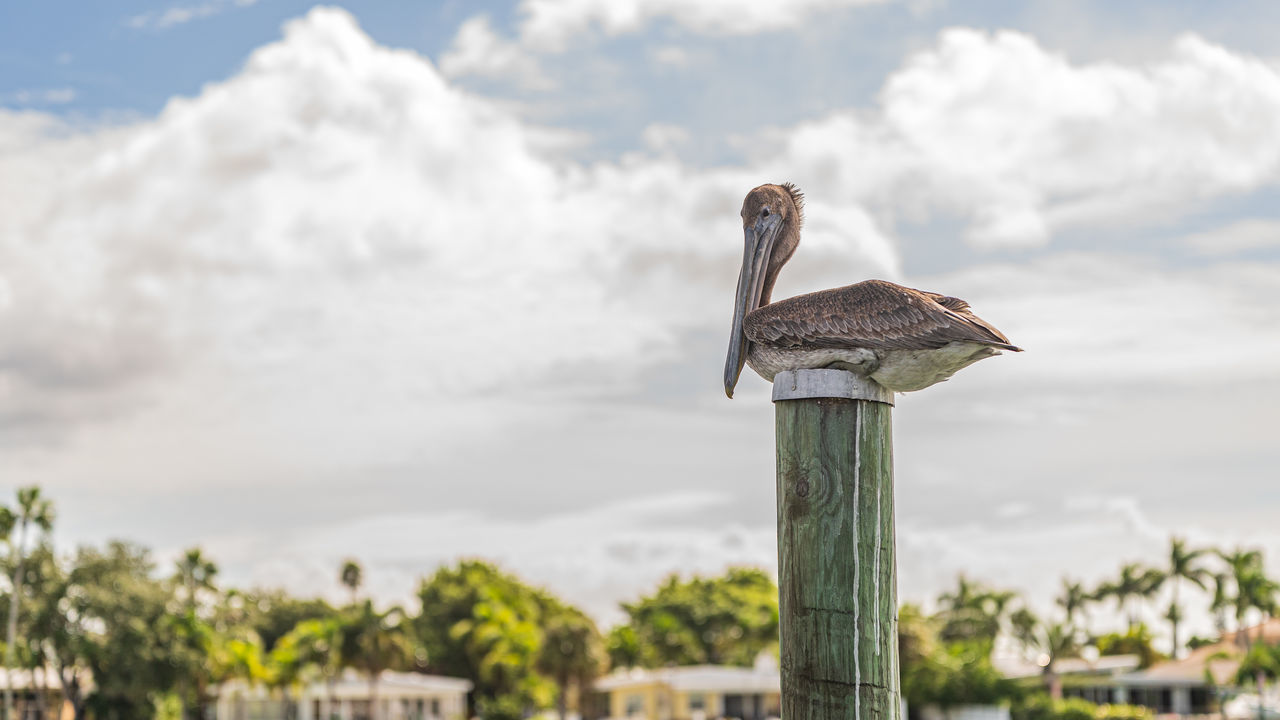 Brown pelican roosting on top of a wooden dock pile against cloudy sky blurred background.