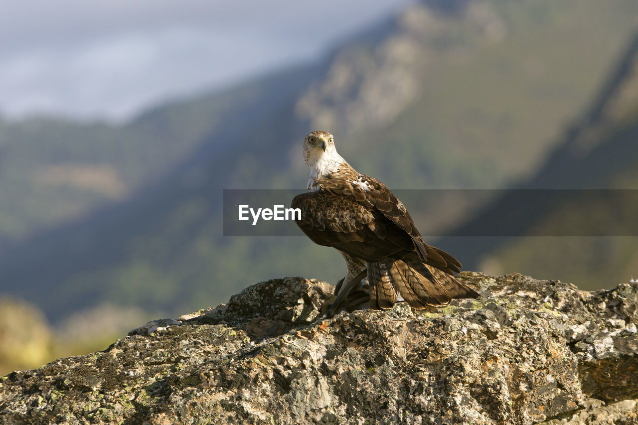 BIRDS PERCHING ON ROCK