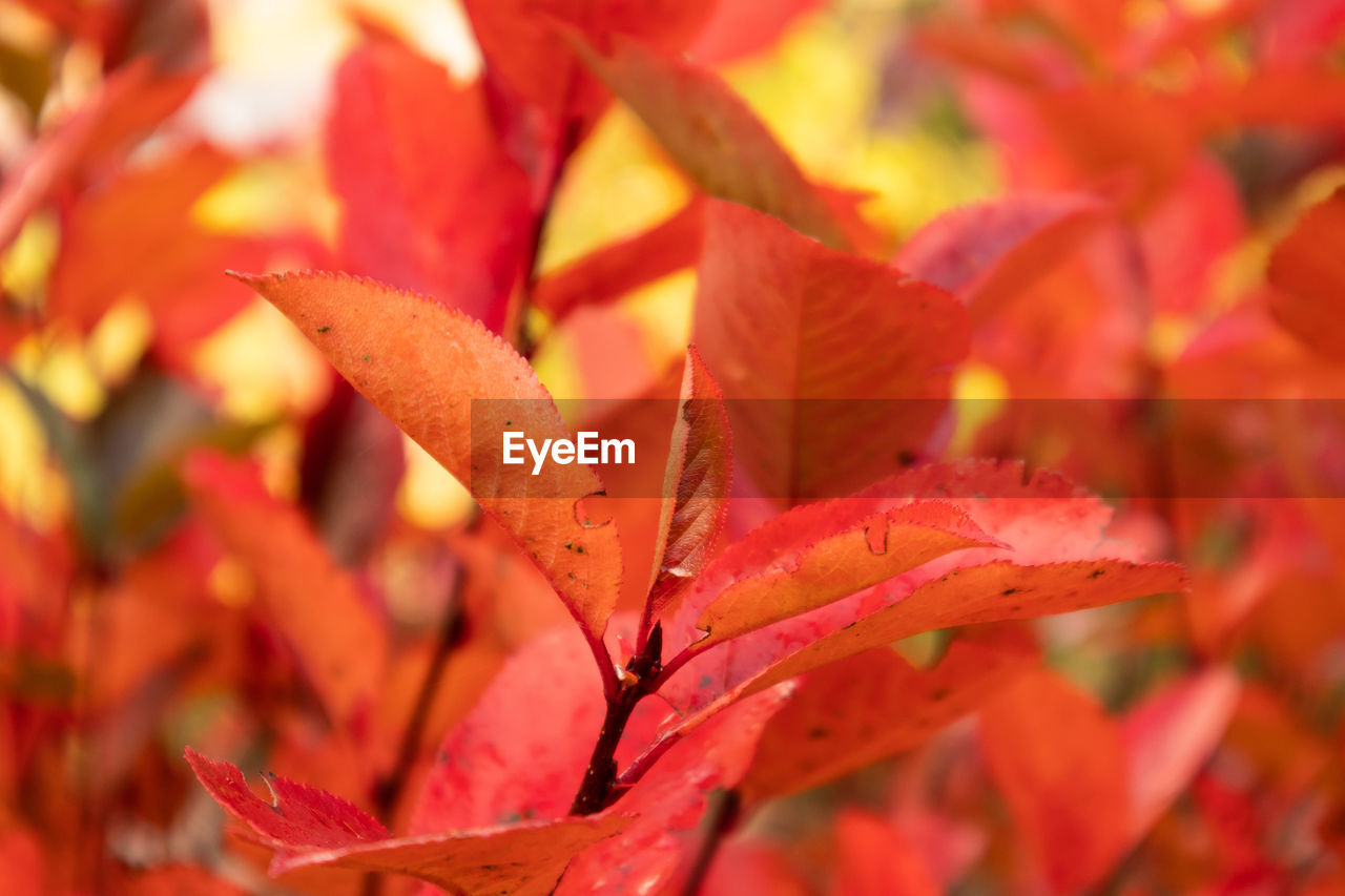 A beautiful red leaves of the aronia bush in autumn. bright natural pattern in the garden. 