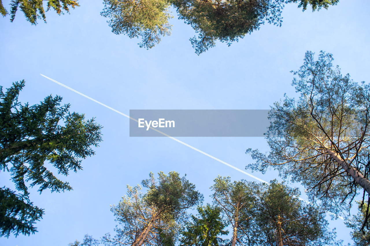 LOW ANGLE VIEW OF TREES AGAINST VAPOR TRAIL IN SKY