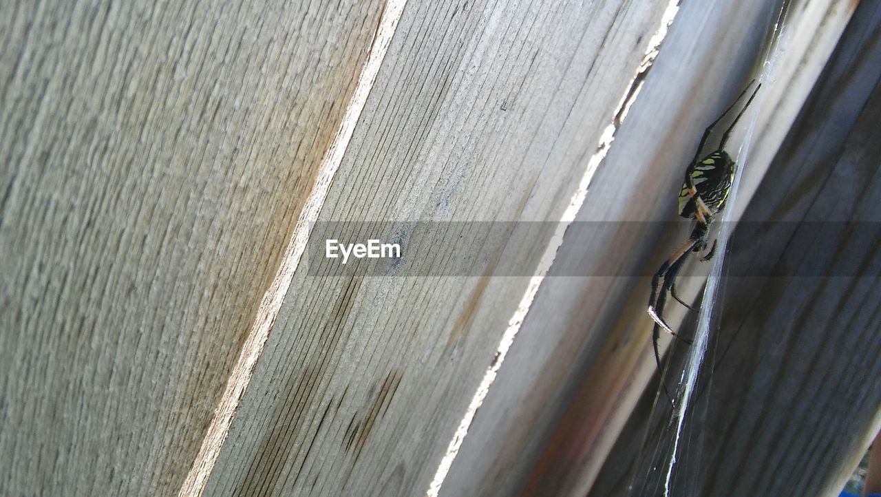 Low angle view of spider on wood