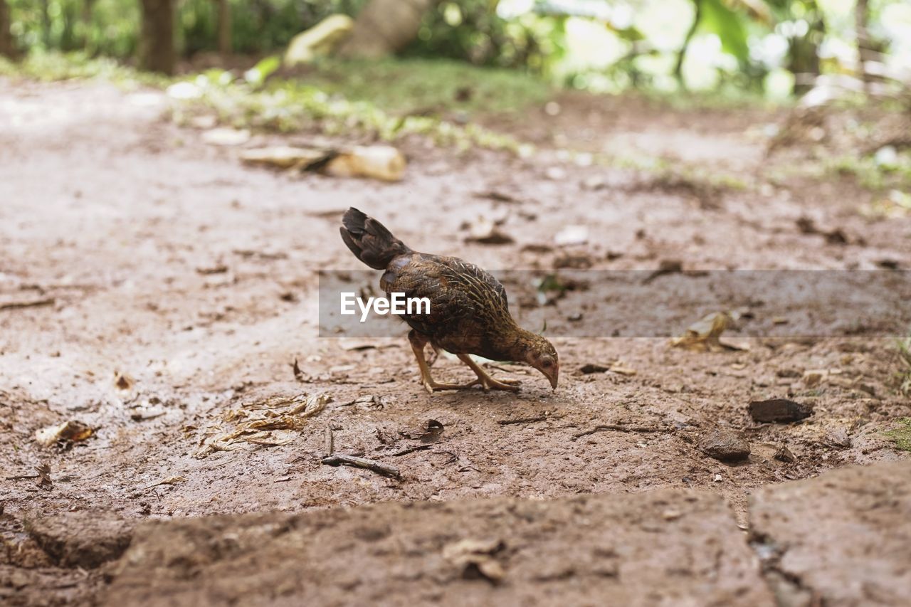 BIRD ON A FIELD