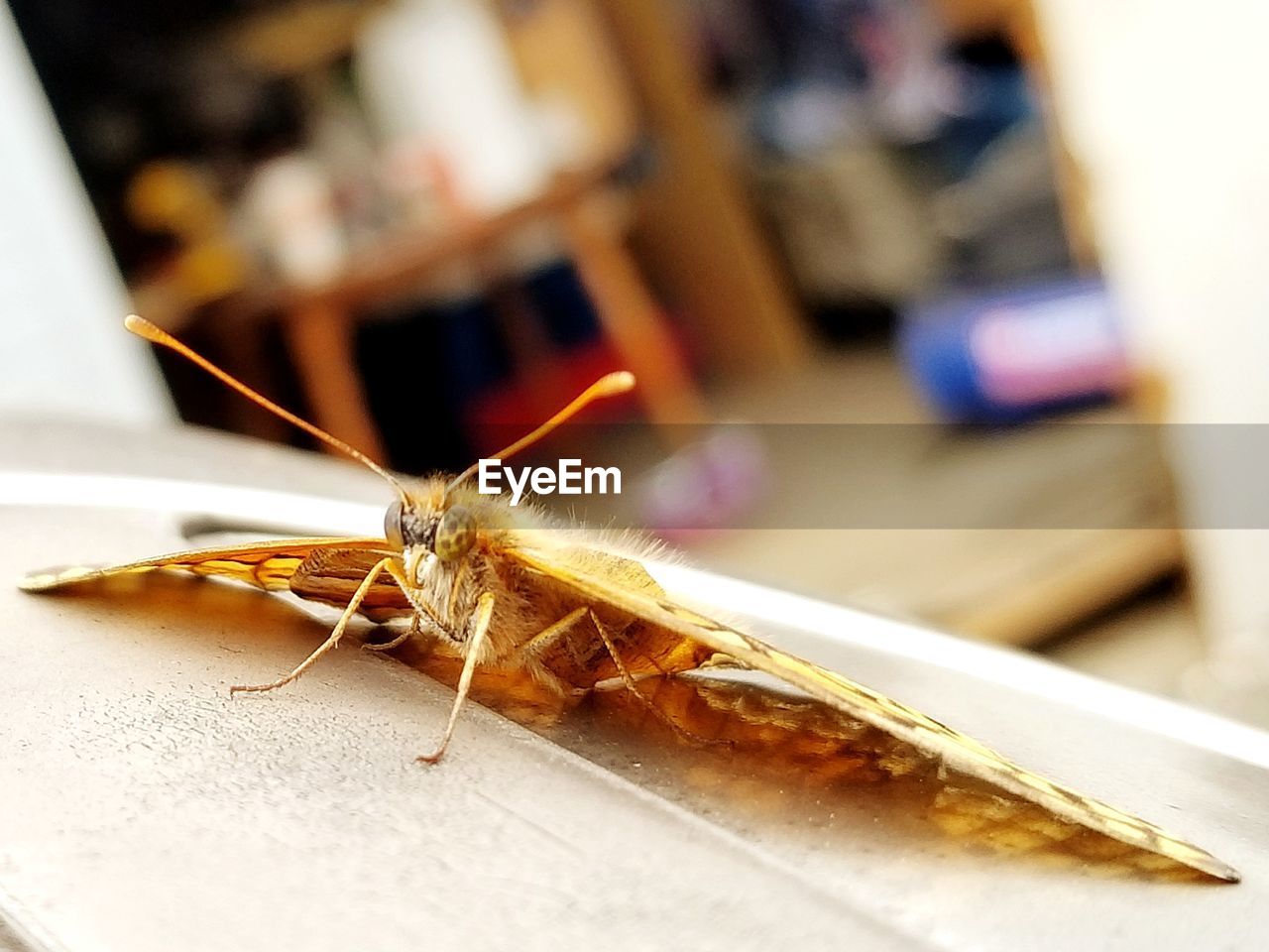 CLOSE-UP OF HOUSEFLY ON TABLE