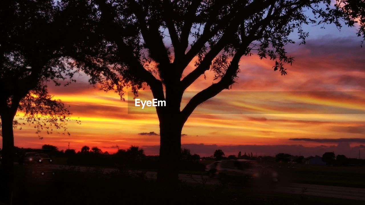 SILHOUETTE TREES ON LANDSCAPE AGAINST SKY AT SUNSET