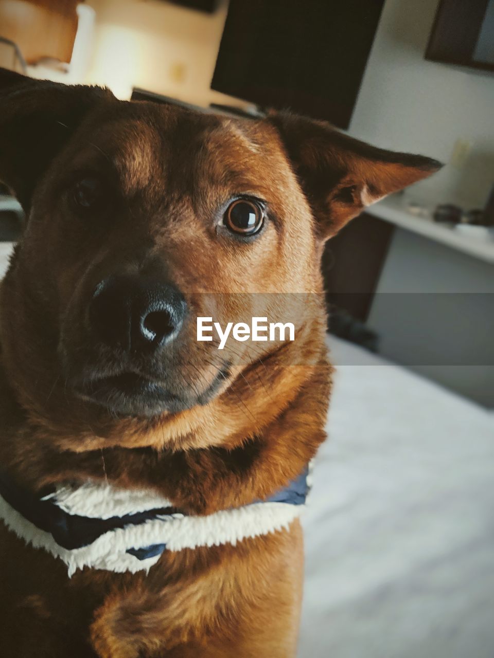 CLOSE-UP OF DOG LOOKING AWAY