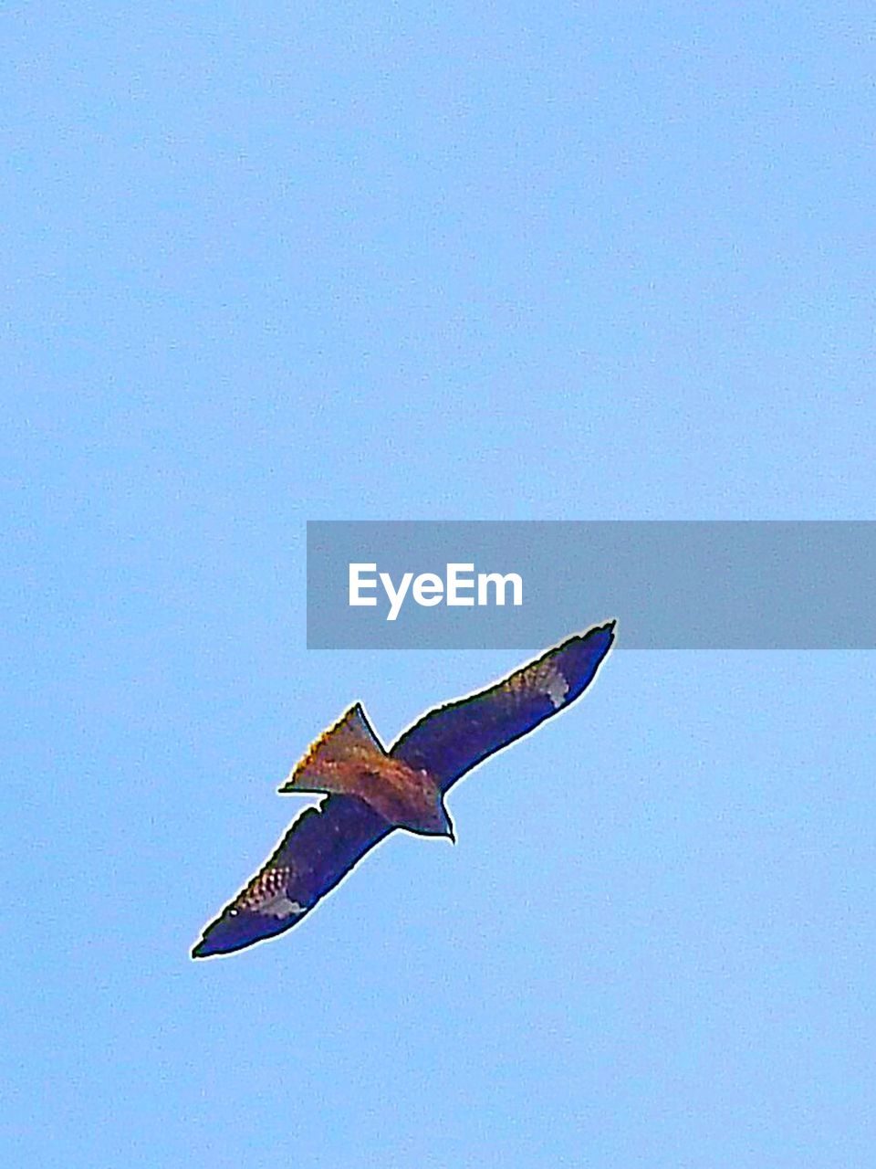 LOW ANGLE VIEW OF BIRD FLYING AGAINST CLEAR SKY