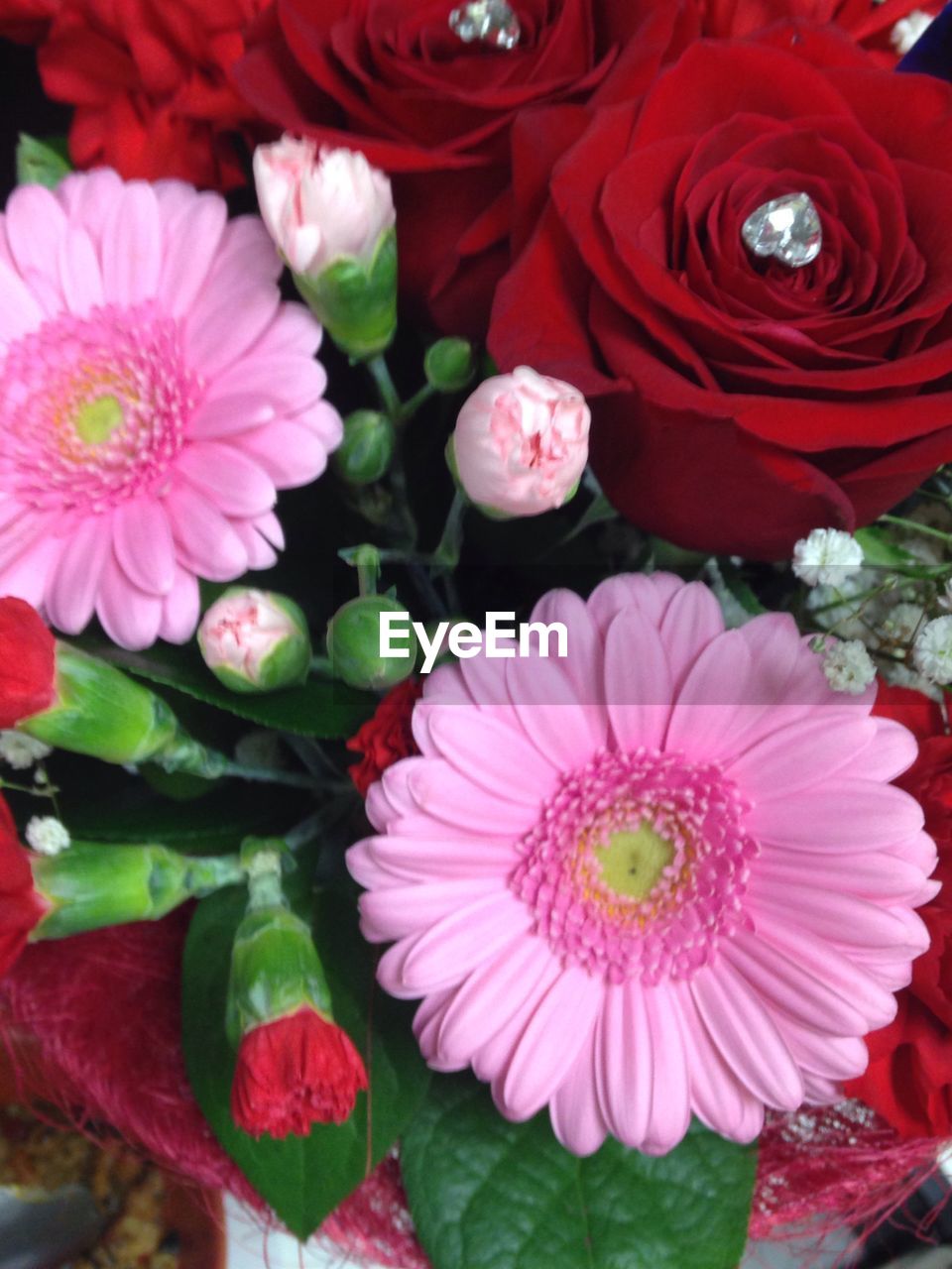 CLOSE-UP OF RED FLOWERS