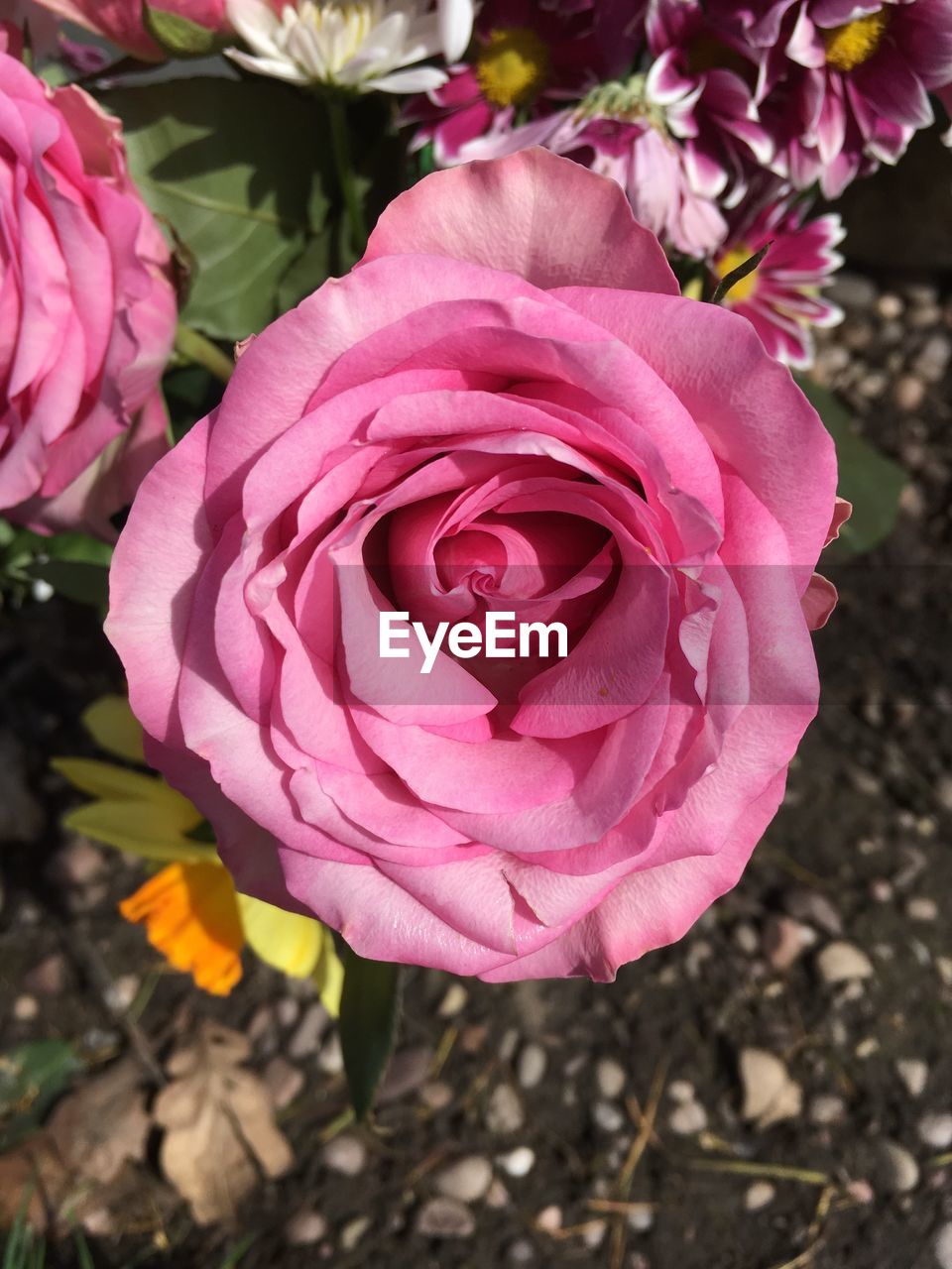 CLOSE-UP OF PINK FLOWER BLOOMING OUTDOORS