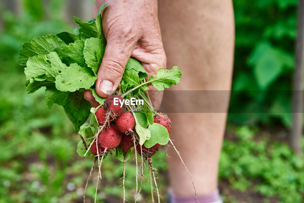 MIDSECTION OF PERSON HOLDING LEAF