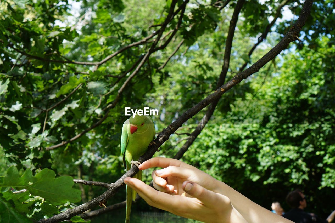 Close-up of hand holding bird on branch