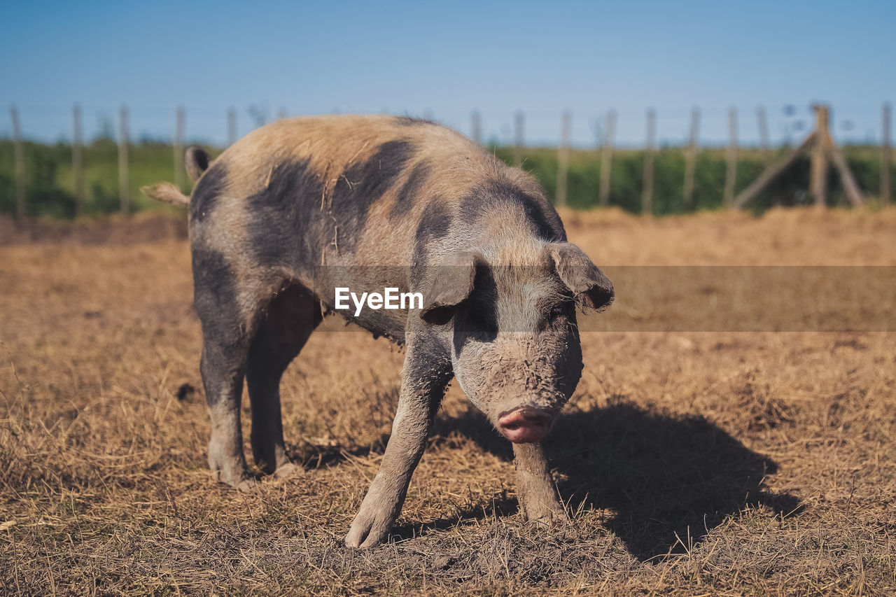 Full length of pig standing on field