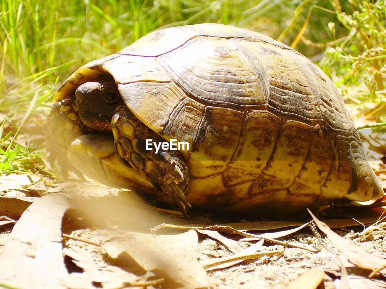 Close up of an an israeli tortoise 